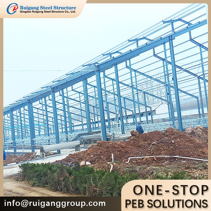 Steel Structure Cattle House